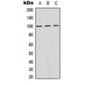 LifeSab™ ATP1A1 (pS16) Rabbit pAb (50 µl)