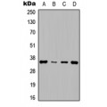 LifeSab™ Cyclin D1 Rabbit pAb (50 µl)