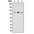 LifeSab™ IKK alpha/beta (pS176/177) Rabbit pAb (50 µl)