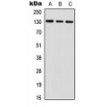 LifeSab™ CD130 Rabbit pAb (50 µl)