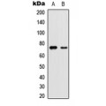 LifeSab™ YAP1 (pS127) Rabbit pAb (50 µl)