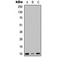 LifeSab™ RPS23 Rabbit pAb (50 µl)