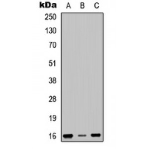 LifeSab™ RPS23 Rabbit pAb (50 µl)