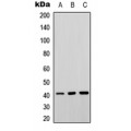LifeSab™ Septin 3 Rabbit pAb (50 µl)