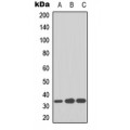 LifeSab™ CDK2 Rabbit pAb (50 µl)