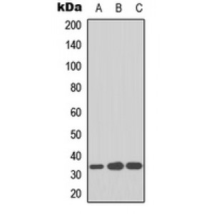 LifeSab™ CDK2 Rabbit pAb (50 µl)