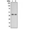LifeSab™ ERK1/2 Rabbit pAb (50 µl)