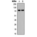 LifeSab™ c-RAF (pS43) Rabbit pAb (50 µl)