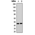 LifeSab™ PEDF Rabbit pAb (50 µl)