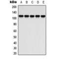 LifeSab™ ATP1A2 Rabbit pAb (50 µl)