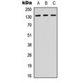 LifeSab™ CD29 Rabbit pAb (50 µl)