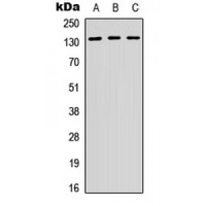 LifeSab™ CD29 Rabbit pAb (50 µl)