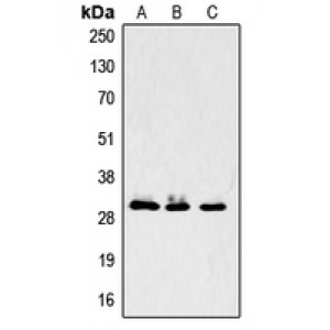 LifeSab™ LASP1 Rabbit pAb (50 µl)