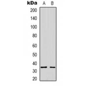 LifeSab™ Syntaxin 1A Rabbit pAb (50 µl)