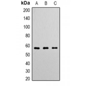 LifeSab™ Angiopoietin-1 Rabbit pAb (50 µl)