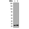 LifeSab™ FGF9 Rabbit pAb (50 µl)