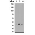 LifeSab™ ECA39 Rabbit pAb (50 µl)