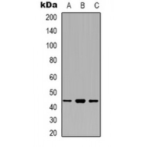 LifeSab™ ECA39 Rabbit pAb (50 µl)