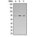 LifeSab™ Synapsin 1 (pS553) Rabbit pAb (50 µl)