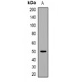 LifeSab™ EEF1A (AcK146) Rabbit pAb (50 µl)