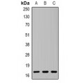 LifeSab™ Histone H3 (TriMethyl K37) Rabbit pAb (50 µl)