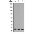 LifeSab™ BART Rabbit pAb (50 µl)