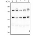 LifeSab™ Pinin Rabbit pAb (50 µl)