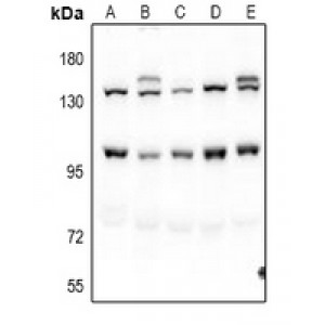LifeSab™ Pinin Rabbit pAb (50 µl)