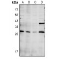 LifeSab™ CDC42EP3 Rabbit pAb (50 µl)