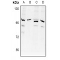LifeSab™ APPL1 Rabbit pAb (50 µl)