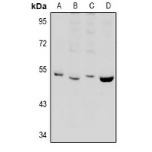 LifeSab™ PPP2R2B Rabbit pAb (50 µl)