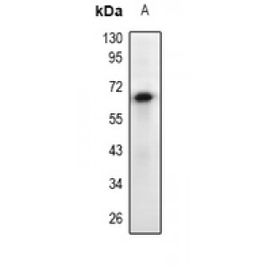 LifeSab™ EPO Receptor Rabbit pAb (50 µl)