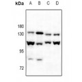 LifeSab™ Cadherin-pan Rabbit pAb (50 µl)