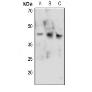 LifeSab™ CDK9 (pT186) Rabbit pAb (50 µl)