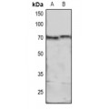 LifeSab™ MARCKS (pS158) Rabbit pAb (50 µl)