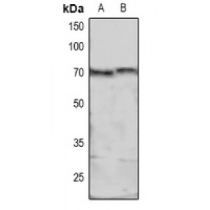 LifeSab™ MARCKS (pS158) Rabbit pAb (50 µl)