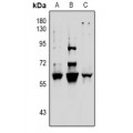 LifeSab™ Vimentin (pS39) Rabbit pAb (50 µl)