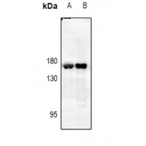 LifeSab™ EGFR Rabbit pAb (50 µl)