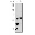 LifeSab™ Vimentin Rabbit pAb (50 µl)
