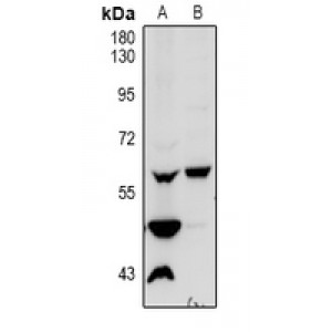 LifeSab™ Vimentin Rabbit pAb (50 µl)