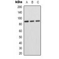 LifeSab™ CD44 (pS706) Rabbit pAb (50 µl)