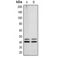LifeSab™ ERK1/2 (pY222/205) Rabbit pAb (50 µl)