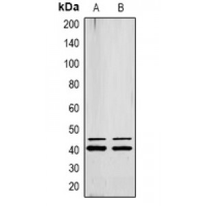 LifeSab™ ERK1/2 (pY222/205) Rabbit pAb (50 µl)