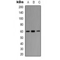 LifeSab™ SMAD2 Rabbit pAb (50 µl)