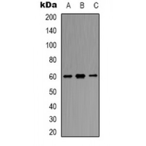 LifeSab™ SMAD2 Rabbit pAb (50 µl)