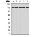 LifeSab™ MEKK1 Rabbit pAb (50 µl)