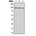LifeSab™ CRMP2 Rabbit pAb (50 µl)
