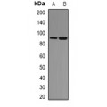 LifeSab™ STAT3 (AcK87) Rabbit pAb (50 µl)