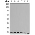 LifeSab™ CDK4 Rabbit pAb (50 µl)