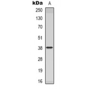 LifeSab™ GDF6 Rabbit pAb (50 µl)